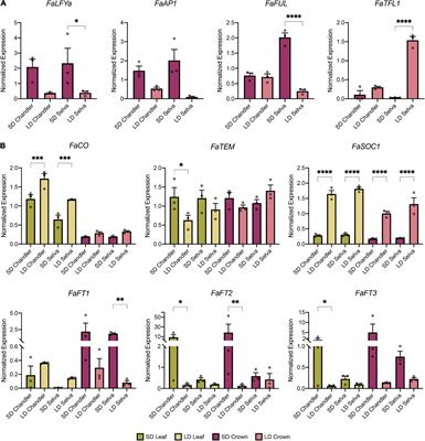 Role of FaSOC1 and FaCO in the seasonal control of reproductive and vegetative development in the perennial crop Fragaria × ananassa